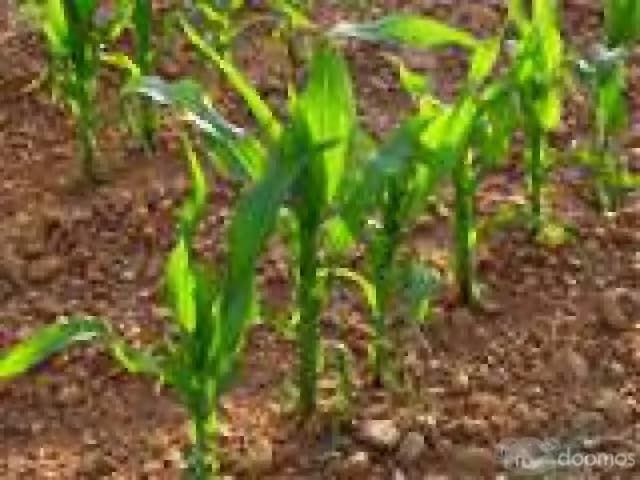 Venta de Terreno Agricola - 1