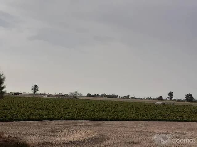 Alquiler de terreno son 12 hectareas - 1