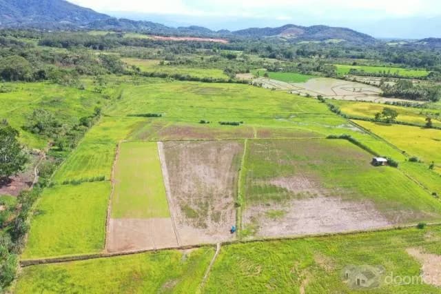 vendo terreno especial para lotizar y sembrio de arroz para lugar turistico - 1