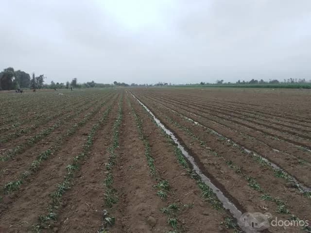 VENTA DE TERRENO AGRÍCOLA (4 HECTÁREAS A 250.000 DOLARES CADA HECTARIA) EN EL SECTOR CASA BLANCA ESTE - TUPAC AMARU DISTRITO DE SAN LUIS PROVINCIA DE CAÑETE - 1