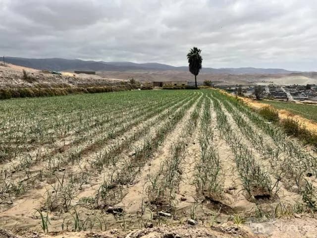 TERRENO AGRICOLA ARROCERO Y PARA TODO TIPO DE SIEMBRA - 1