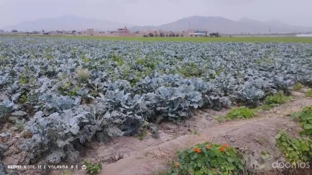 VENTA DE TERRENO EN CHANCAY UBICADO EN LA MISMA PANAMERICANA NORTE A 2 KM DEL MEGA PUERTO DE CHANCAY - 1