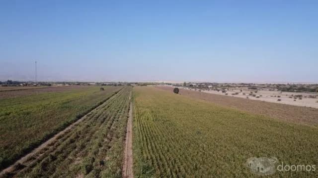 SE VENDE TERRENO AGRICOLA DE 5.02 HECTAREAS San José, EL CARMEN - CHINCHA - 1