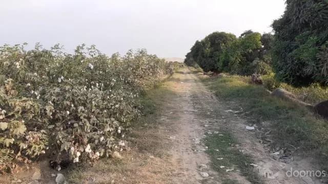 Vendo parcela agrícola de 5 has. en sector torremolino- el Carmen- Chincha - 1