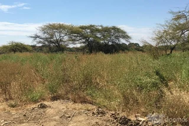 LOTE 1 HECTÁREA MÁNCORA - 1