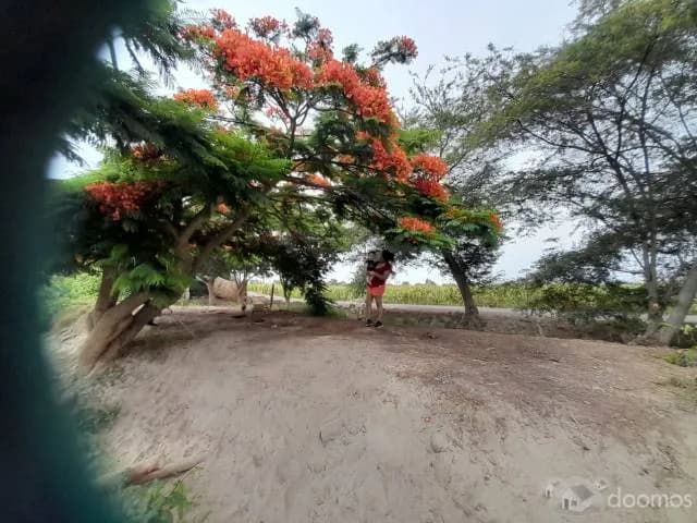 Terreno 1000m3 En Independencia, Pisco Ica A 15 Minutos Del Centro - 1