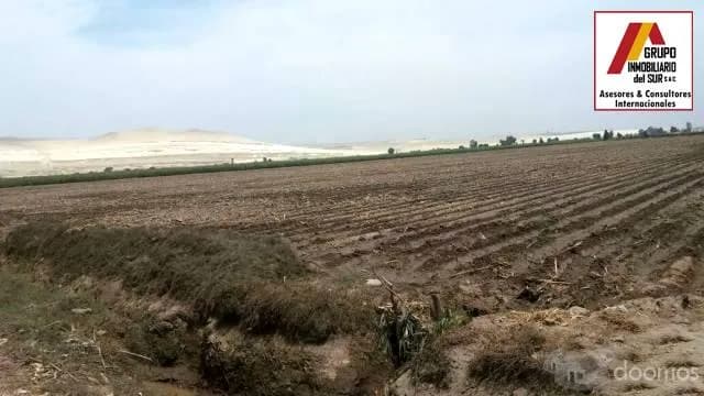 Venta de 3 parcelas agrícolas de 4 has cada una (juntas) total 13.1243 has en Caucato alto – San Clemente - Pisco - 1