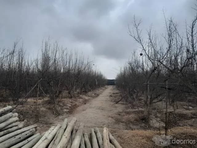 SE VENDE TERRENO DE 5 HAS. SECTOR LAS PALMAS - CHINCHA BAJA - 1
