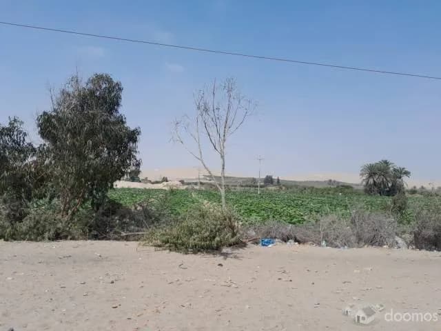 SE VENDE 16 HECTAREAS  EN 3 PARTIDAS REGISTRALES - PARACAS, PISCO - 1