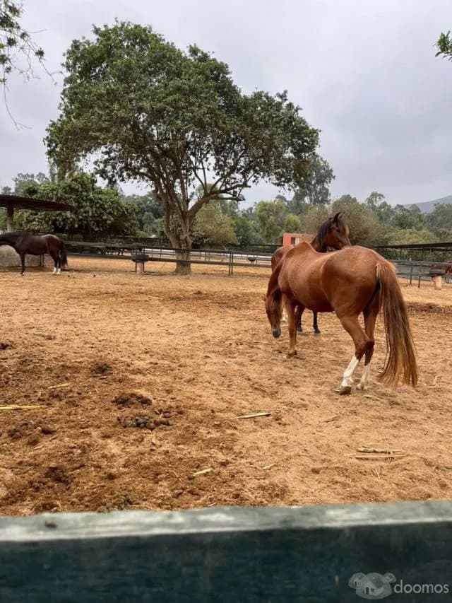 Terreno en condominio tranquilo en Pachacamac! - 1