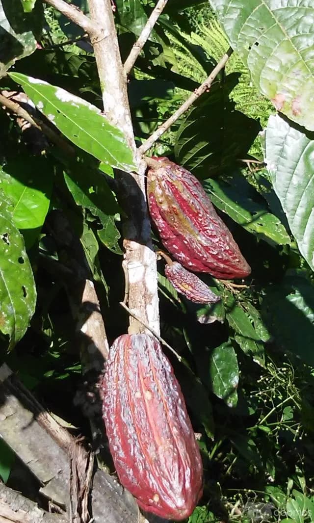 VENDO CHACRA  DE 3 HECTAREAS DE CACAO EN SANAMBO - 1