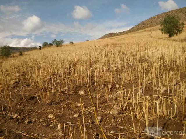 TERRENO EN VENTA EN AYACUCHO  - QUINUA - 1