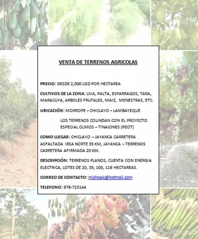 GRAN OCASION - VENTA DE TERRENOS AGRICOLAS JAYANCA-LAMBAYEQUE ( COLINDA CON PROYECTO OLMOS) - 1