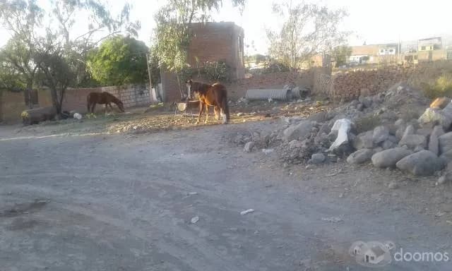 Se remata terreno en los Angeles de Characato - 1