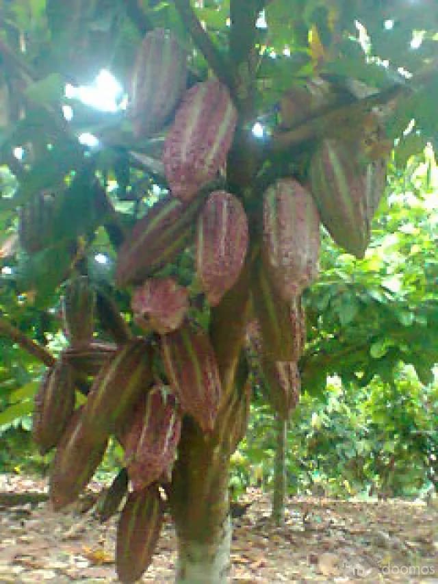 VENDO TERRENO AGRÍCOLA  EN PLENA PRODUCCIÓN DE CACAO - 1