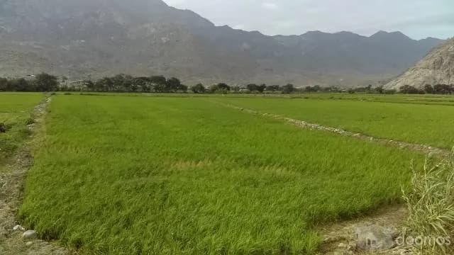 VENTA TERRENO AGRICOLA 2.5 HA EL HUABAL / VALLE JEQUETEPEQUE - 1