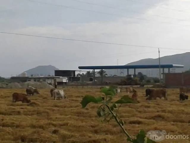 VENDO TERRENO AGRÍCOLA DE 40 HECTÁREAS - PIURA - 1