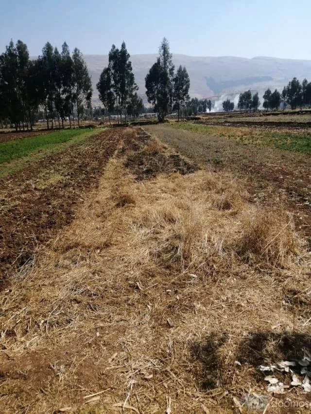OCASIÓN: VENDO TERRENO AGRÍCOLA DE RIEGO: - 1