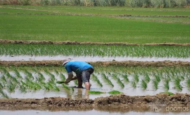 VENTA DE PARCELA AGRÍCOLA EN YUSCAY - 1