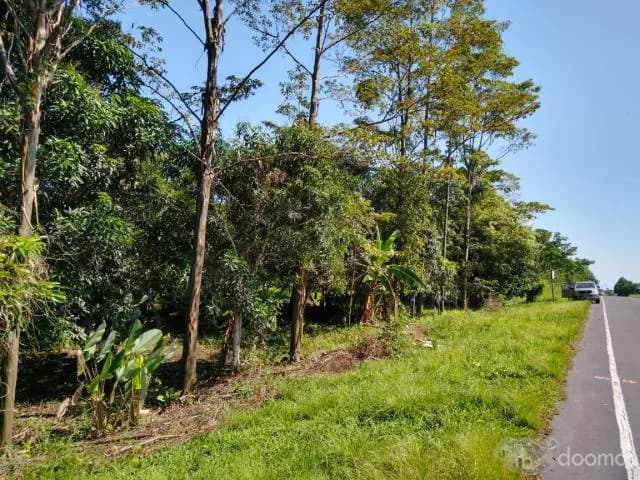 TERRENO CON ARBOLES FRUTALES Y MADERABLES LISTO PARA PISCIGRANJA - 1