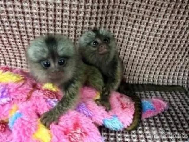 Healthy Finger Male and Female Baby Marmoset Monkeys - 1