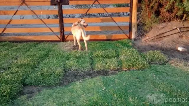 VENTA DE TERRENO AGRICOLA EN PISCO - SAN ANDRES - 1