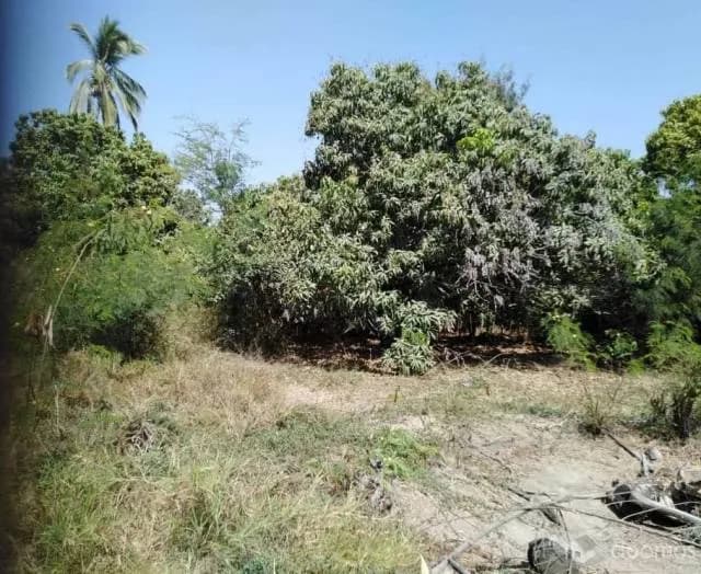 ALQUILO PARCELA EN SULLANA - 1