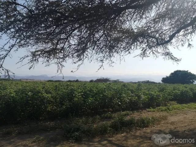 SE VENDE TERRENO AGRÍCOLA CON POZO PROPIO POR MOTIVOS DE SALUD - 1