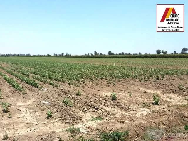 Venta de parcela de tierra agricola 4.58 has en Caucato-Pisco - 1
