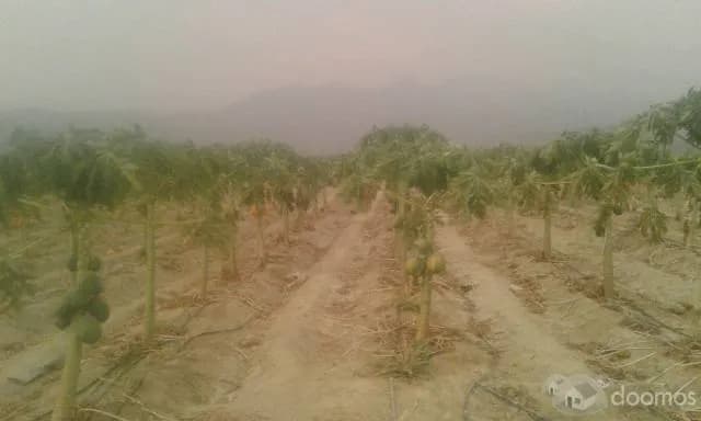 Vendo con Urgencia .Fundo de 25 Hectarea ideal para Ganaderia o Agricultura. - 1