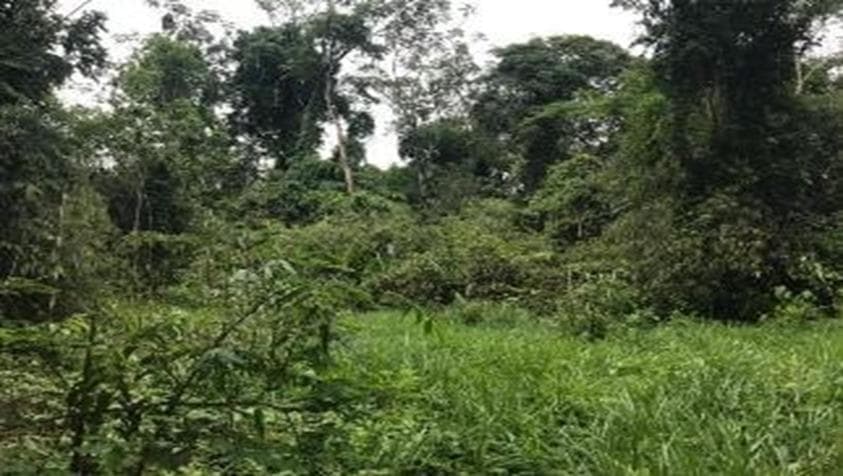 Venta Terreno Rustico En Tambopata - 1