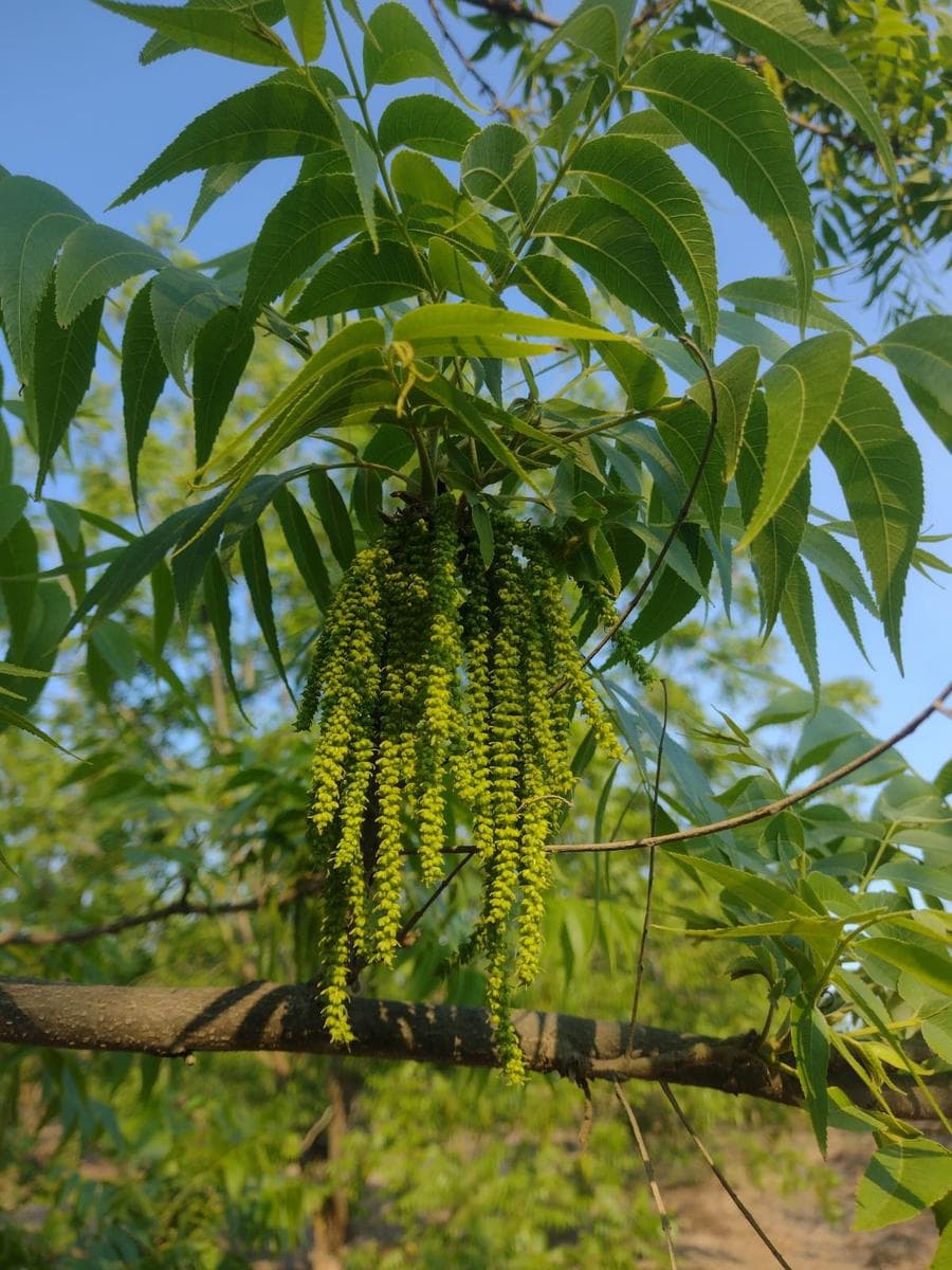 Terreno Agrícola en Pisco - 1